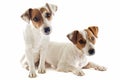 Two jack russel terrier Royalty Free Stock Photo