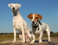 Two jack russel terrier Royalty Free Stock Photo