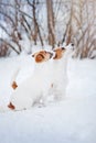 Two Jack russel terrier portrait in winter Royalty Free Stock Photo