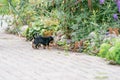 Two Jack Russel Terrier puppys. Newborn dogs playing for the fir Royalty Free Stock Photo