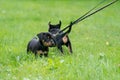 Two Jack Russel Terrier puppys. Newborn dogs playing in the gras