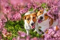 Two Jack russel terrier in sakura flowers Royalty Free Stock Photo