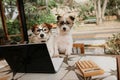 Two Jack russell dogs working with a computer laptop and glasses outdoors. Pet friendly concept Royalty Free Stock Photo