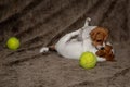 Two Jack Russell puppies play with each other for brown blankets