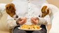 Two jack russell terrier begging food in their owner.