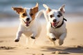 Two jack russell terrier dogs running on the beach, Jack Russell Terrier and Jack Russell Terrier playing in the sand, AI Royalty Free Stock Photo