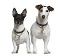 Two Jack Russell Terriers Royalty Free Stock Photo