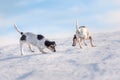 Two Jack Russell Terriers 12 and 9 years old sniffing on a snowy meadow in winter in front of blue sky