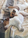 Two Jack Russels sleeping Royalty Free Stock Photo