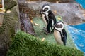 Two Jackass Penguin aka African Penguin in captivity Royalty Free Stock Photo