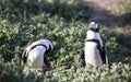 Two Jackass penguins from the colony living in the Stony Point National Reserve in Betty`s Bay on the South African fynbos coast Royalty Free Stock Photo