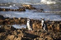 Two Jackass penguins walking near the Atlantic Ocean at Stony Point National Reserve in Betty`s Bay on the South African fynbos Royalty Free Stock Photo