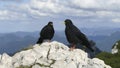 Two jackdaws Corvus monedula in the mountains Royalty Free Stock Photo