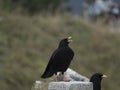 Two jackdaws Corvus monedula in the mountains Royalty Free Stock Photo