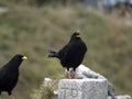 Two jackdaws Corvus monedula in the mountains Royalty Free Stock Photo