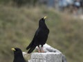 Two jackdaws Corvus monedula in the mountains Royalty Free Stock Photo