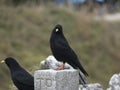 Two jackdaws Corvus monedula in the mountains Royalty Free Stock Photo