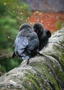 Two jackdaws perched on a stone wall with the juvenile wanting to be fed by its parent Royalty Free Stock Photo