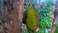 two jackfruit waiting to ripen on a tree growing in a garden