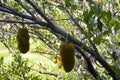 Two jackfruit Royalty Free Stock Photo