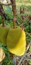 two jackfruits Royalty Free Stock Photo