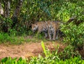 Two jaguars in the jungle. A rare moment. Royalty Free Stock Photo