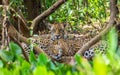 Two jaguars lie in the bushes in the jungle. A rare moment. Royalty Free Stock Photo