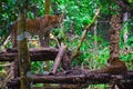 Two jaguars looking at each other in the forest. Royalty Free Stock Photo