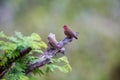 Two Jamesons Fire Finches