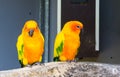 Two jandaya parakeets sitting on a branch together one looking in the camera and chewing, colorful exotic and little parrots from Royalty Free Stock Photo