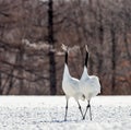 Two Japanese cranes are walking together in the snow and scream mating sounds. Frost. There is steam from the beaks.