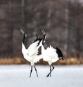 Two Japanese cranes are walking together in the snow and scream mating sounds.