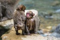 Two monkey babies after a bath Royalty Free Stock Photo