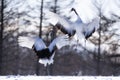 Two Japanese Red Crown Cranes in Winter at Tsurui Ito Tancho Crane Sanctuary , Kushiro, Japan