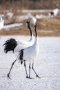 Two Japanese Red Crown Cranes in Winter, Kushiro, Japan