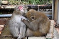 Red face japanese macaque or snow monkey