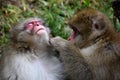 Red face japanese macaque or snow monkey