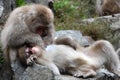 Red face japanese macaque or snow monkey