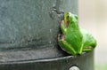 Two Japanese Tree Frogs on The Iron Pillar as Low Position Royalty Free Stock Photo