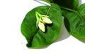 Two jasmine flowers with a green leaf