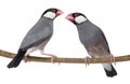 Two Java Sparrow perched on a branch- Padda oryzivora