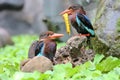 Two Javan kingfisher perched on rotten wood in a bush. Royalty Free Stock Photo