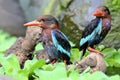 Two Javan kingfisher perched on rotten wood in a bush. Royalty Free Stock Photo