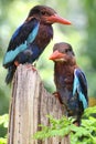 Two Javan kingfisher perched on rotten wood in a bush. Royalty Free Stock Photo