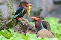 Two Javan kingfisher perched on rotten wood in a bush. Royalty Free Stock Photo