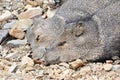 Two Javelinas Royalty Free Stock Photo