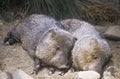 Two javelinas lying together in hay Royalty Free Stock Photo