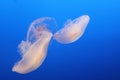 Two jelly fish in lake with blue background Royalty Free Stock Photo