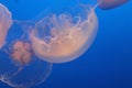 Two jelly fish in lake with blue background Royalty Free Stock Photo