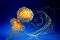 Two jellyfishes Royalty Free Stock Photo